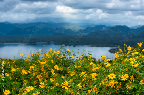 sunflower field