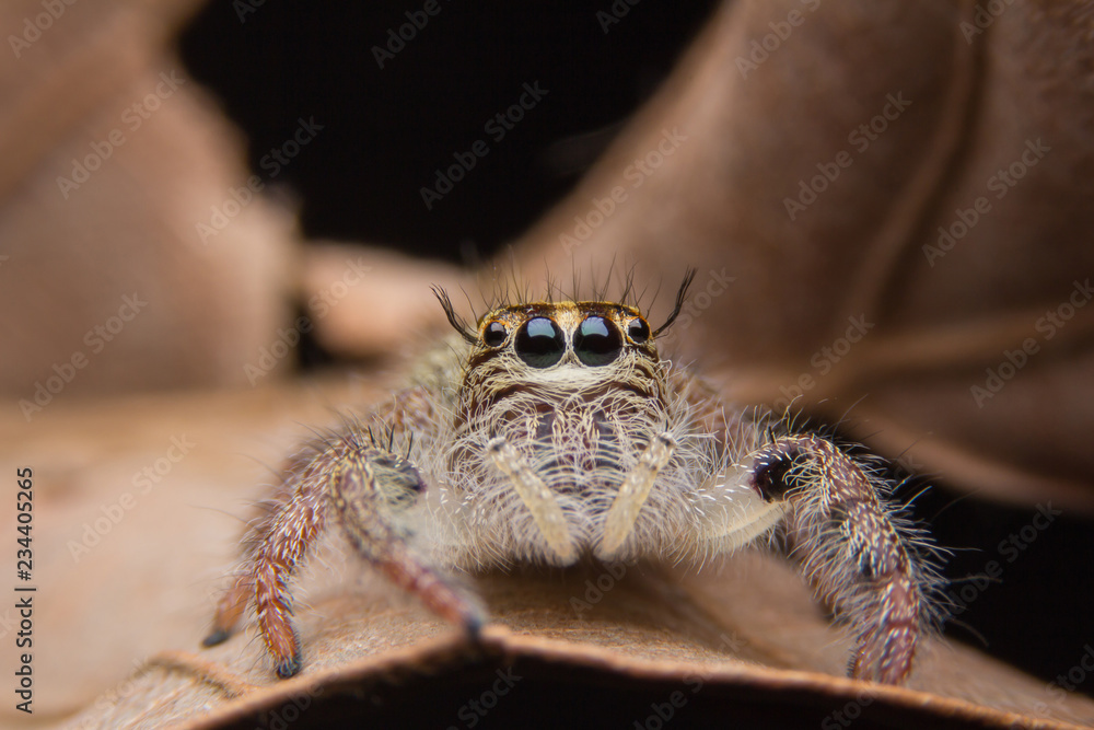 Obraz premium macro young female Hyllus diardi or Jumping spider