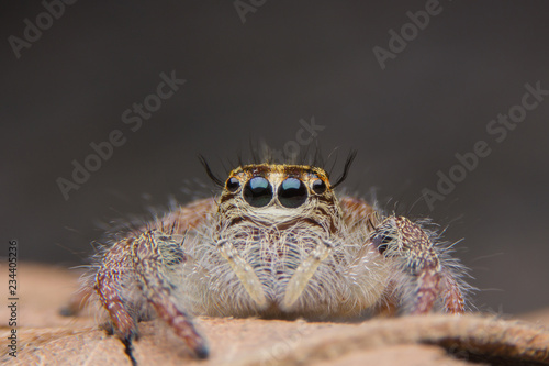 macro young female Hyllus diardi or Jumping spider