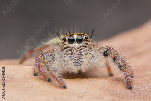 macro young female Hyllus diardi or Jumping spider