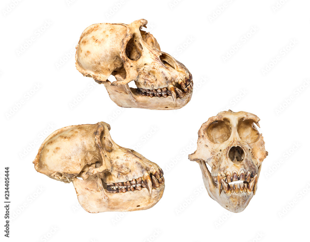 Monkey skull isolated on white background. Monkey skull isolated on white background.