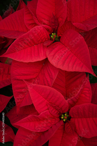 Foto Poinsetia,the Christmas flower