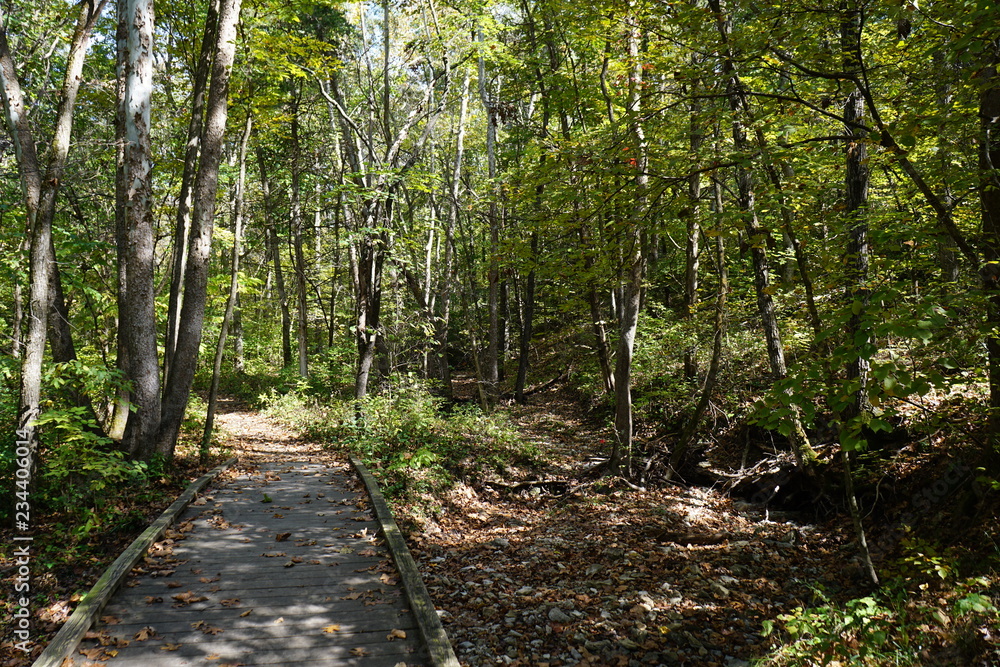 Obraz premium path in the forest