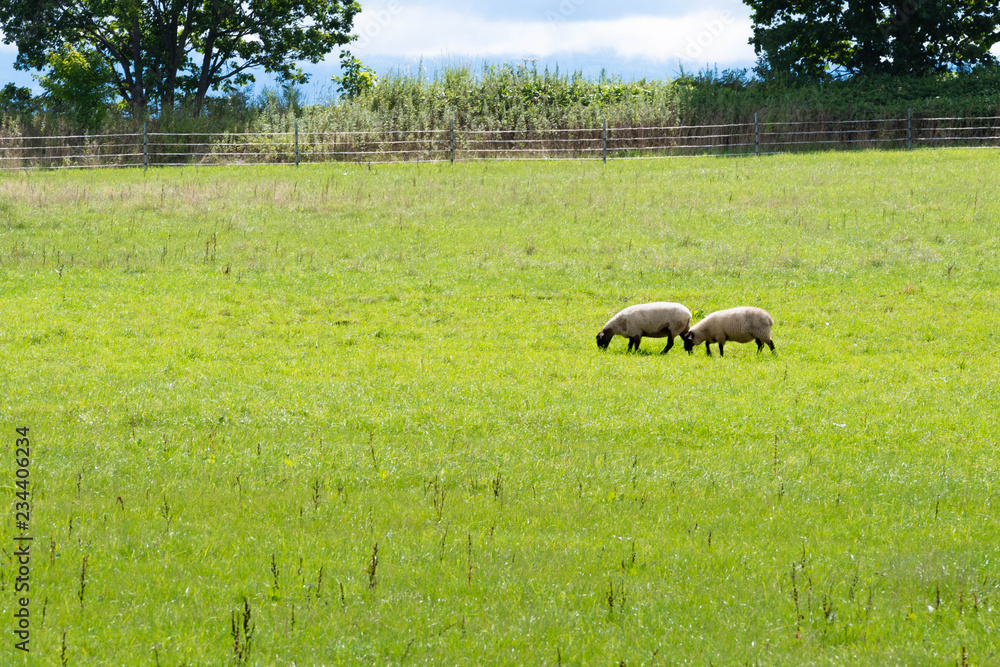 Obraz premium のんびりと草を喰む羊 / 夏の北海道 美瑛町の風景