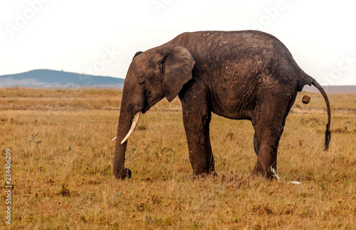 Elephants in the savannah of Kenya under a cloudy sky