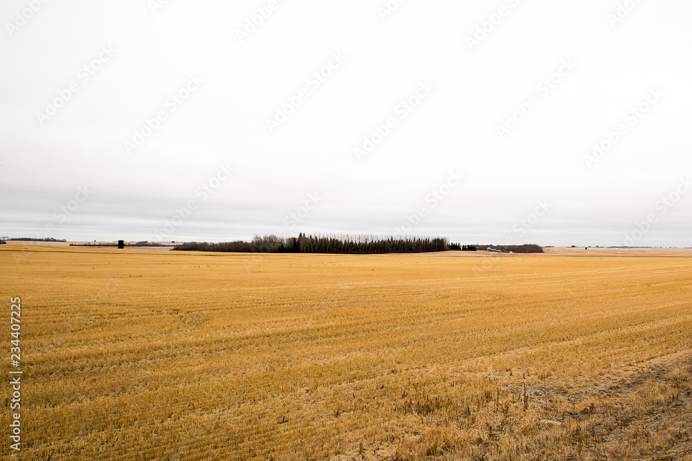 Fototapeta premium Farm lands Fresh crops