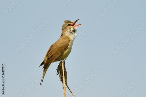 Great reed warbler on a reed stick