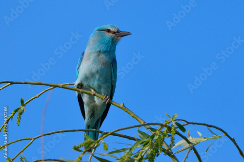 European blue roller on a branch