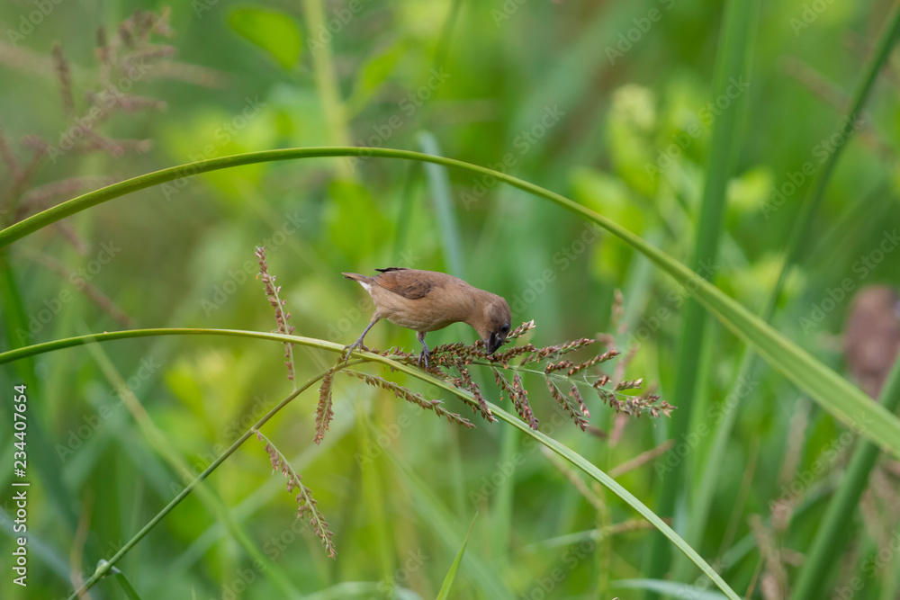 Obraz premium Scaly breasted munia.The scaly-breasted munia or spotted munia, known in the pet trade as nutmeg mannikin or spice finch, is a sparrow-sized estrildid finch native to tropical Asia. A species of the g
