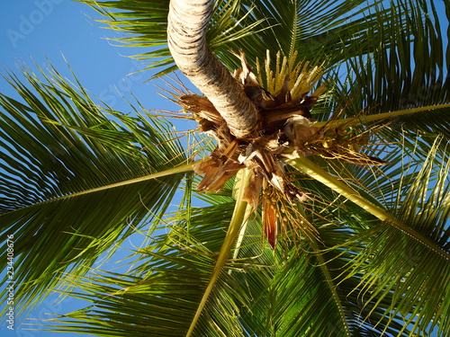 palm tree on background of blue sky