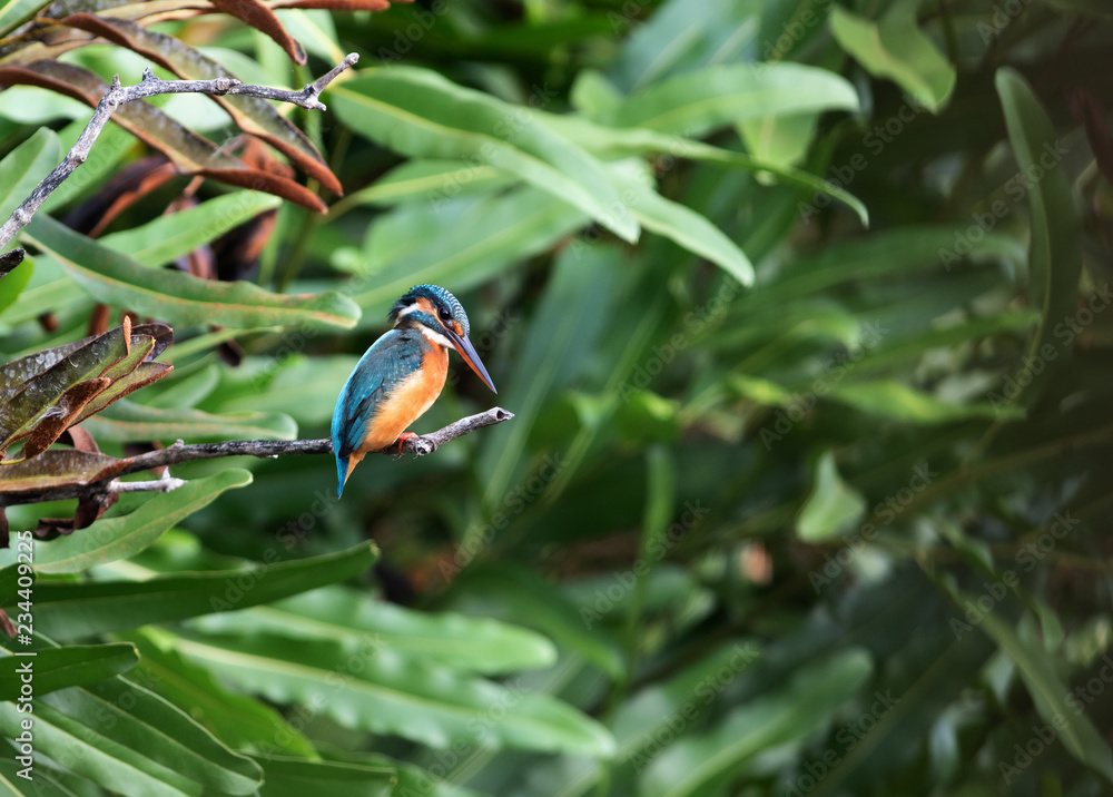 Obraz premium Common kingfisher (alcedo atthis) It also known as the Eurasian kingfisher, and river kingfisher, is a small kingfisher with seven subspecies recognized within its wide distribution.