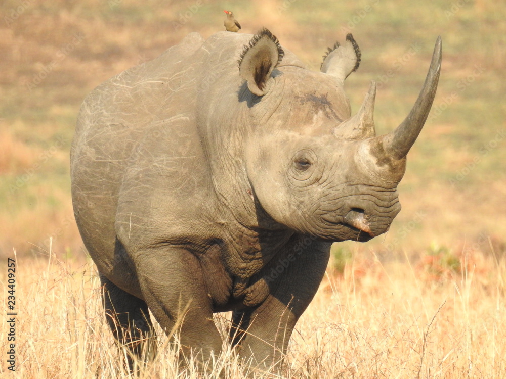 Obraz premium white rhinoceros in the wild