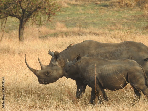 white rhinoceros in south africa