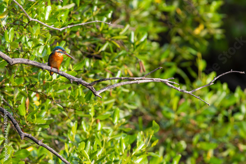 Common kingfisher (alcedo atthis) The common kingfisher also known as the Eurasian kingfisher, and river kingfisher, is a small kingfisher with seven subspecies recognized within its wide distribution photo