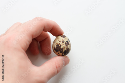 quail egg in hand