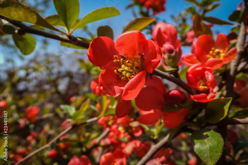 Bright flowering Japanese quince or Chaenomeles japonica. A lot of red flowers cover the branches. Sunny day. Interesting nature concept for design.