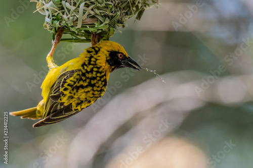 village weaver building nest