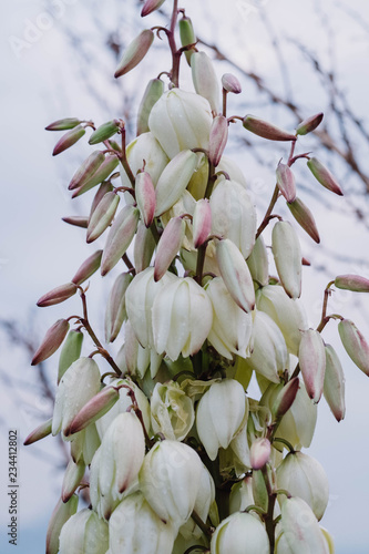 Yucca Plant in Bloom