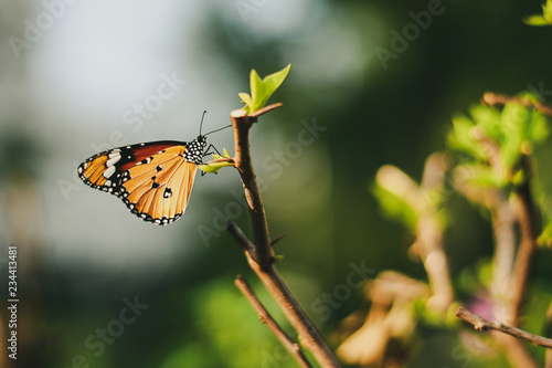 Closeup monarch butterfly on flower n blurred yellow sunny background, Copy space for your text. © nattanan