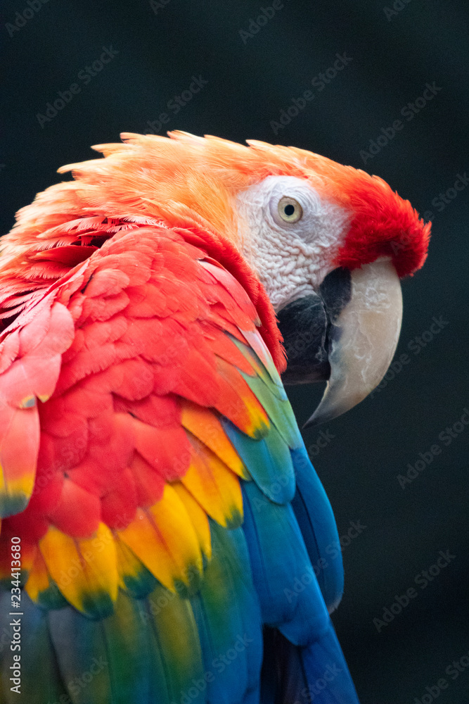 Obraz premium Scarlet Macaw