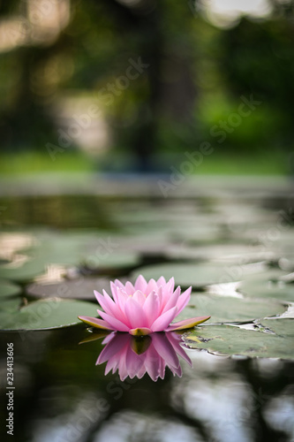 Fototapeta Naklejka Na Ścianę i Meble -  beautiful lotus flower on the water after rain in garden.