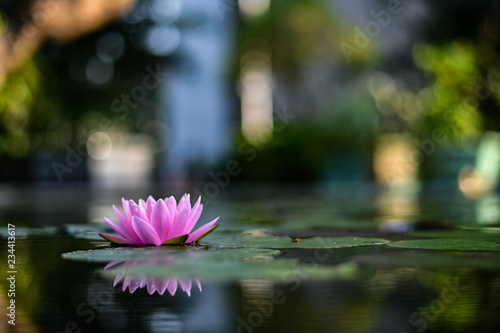 beautiful lotus flower on the water after rain in garden.