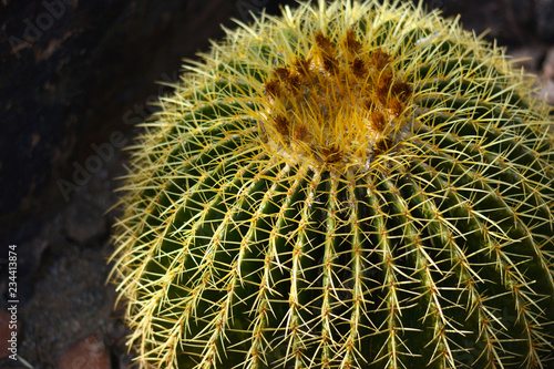 Barrel Cactus