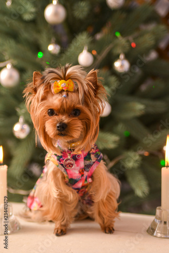 Yorkshire terrier, a bit and a lovely doggie in a festive Christmas and New Year's interior against the background of a Christmas tree and the big clock