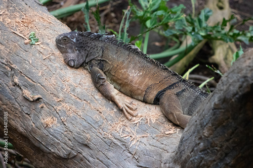 Lazy Iguana