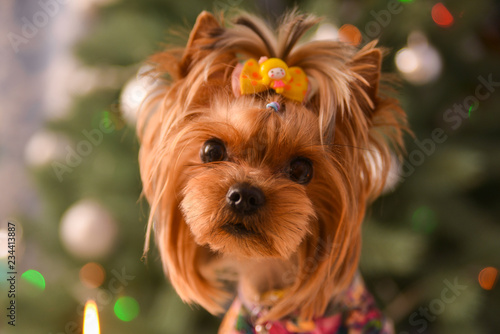 Yorkshire terrier, a bit and a lovely doggie in a festive Christmas and New Year's interior against the background of a Christmas tree and the big clock © gluk_nfl
