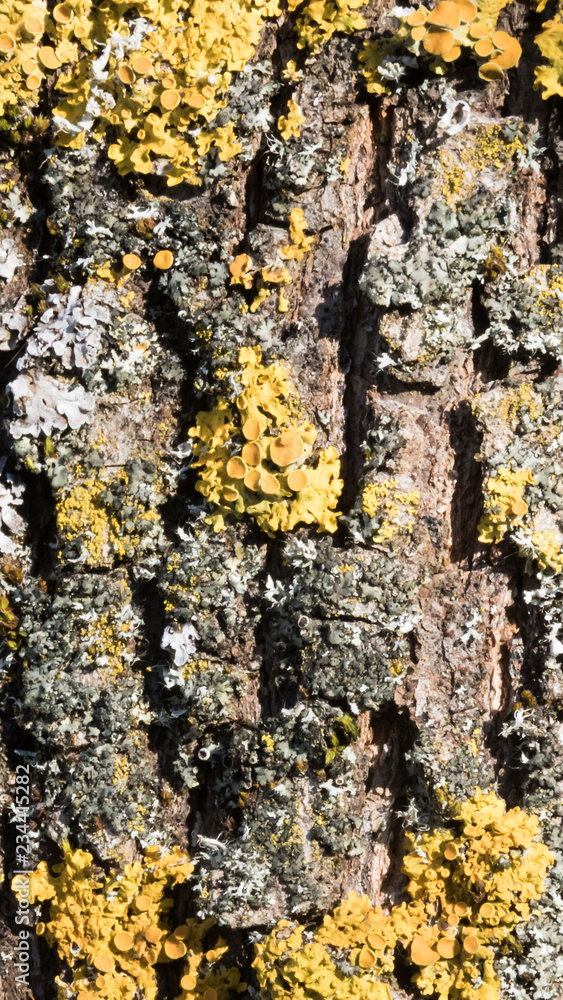 Smartphone HD wallpaper of tree bark texture Smartphone HD wallpaper of tree bark texture