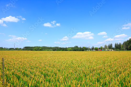 Rice paddies