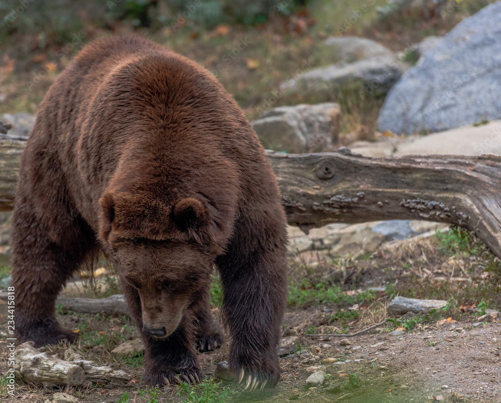 Brown Fur on a Large Grizzly Foraging on the Ground Brown Fur on a Large Grizzly Foraging on the Ground