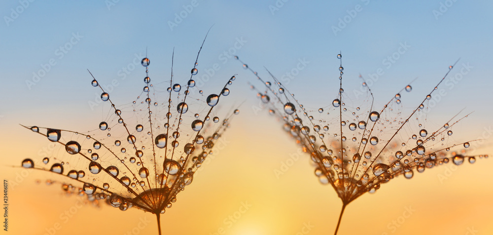 Water drops on a dandelion seeds close up. Morning dew at sunrise. Nature background. - obrazy, fototapety, plakaty 