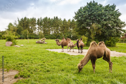 Camels