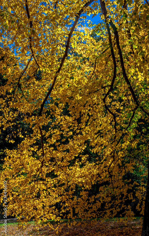 Bright Yellow Foliage in a Serene Autumn Landscape Bright Yellow Foliage in a Serene Autumn Landscape