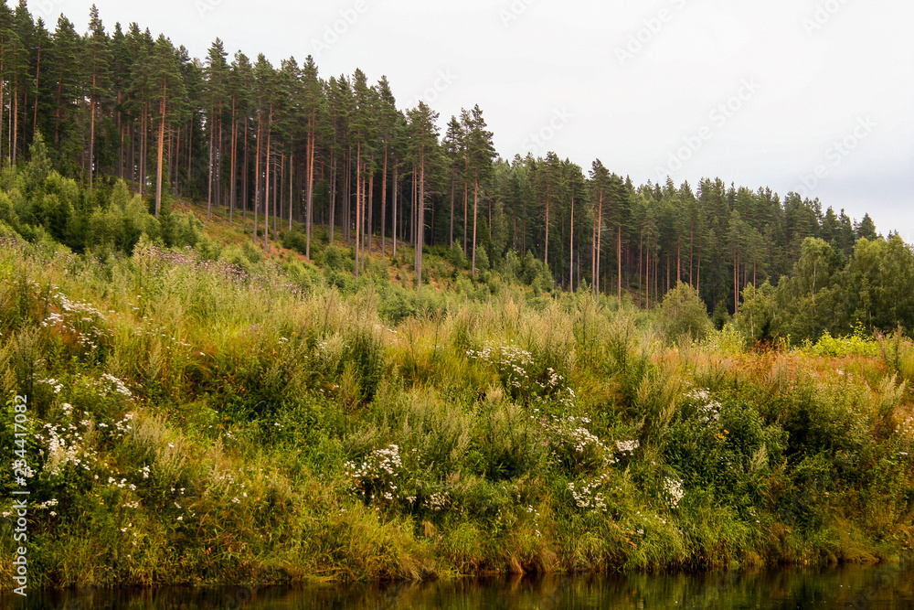 Forest along a river Forest along a river