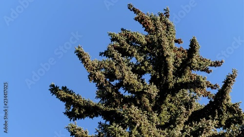 Forest trees and landscapes