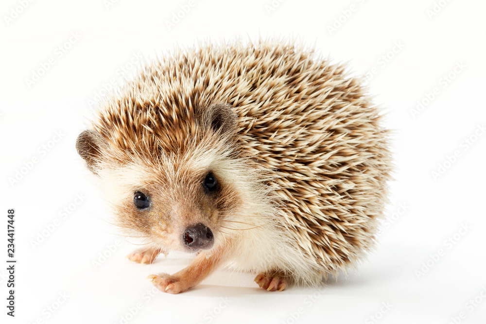 Obraz premium Cute Hedgehog