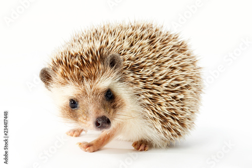 Cute Hedgehog