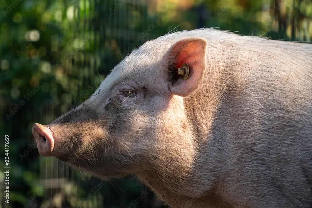Fototapeta premium kleines schweinchen im tierpark