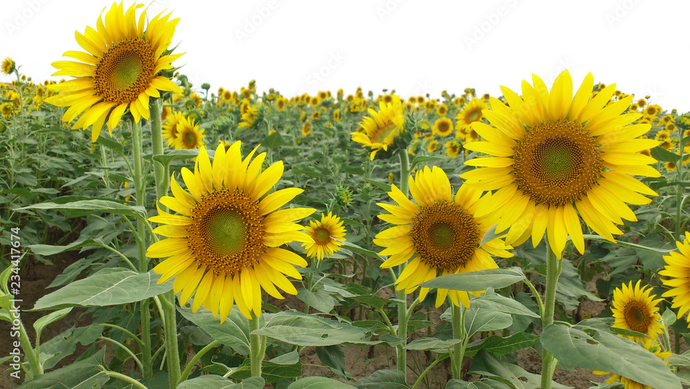 Obraz premium ひまわり