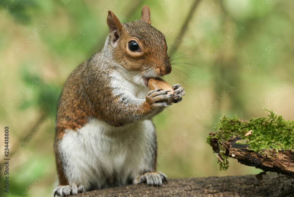 A humorous shot of a cute Grey Squirrel (Sciurus carolinensis) with an acorn in its mouth sitting on a log in woodland. A humorous shot of a cute Grey Squirrel (Sciurus carolinensis) with an acorn in its mouth sitting on a log in woodland.