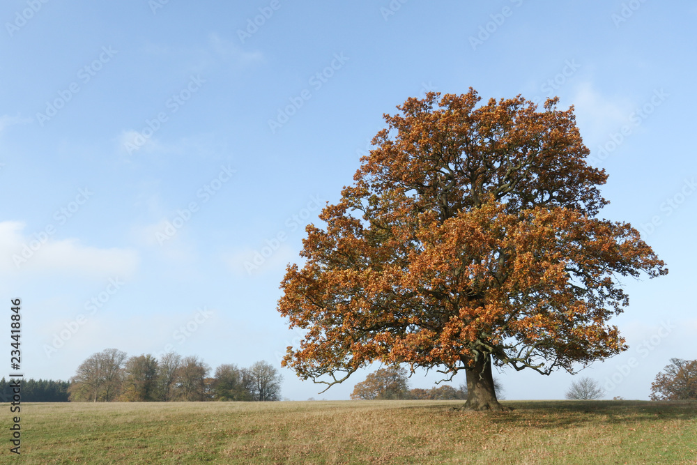 A landscape view of a large magnificent Oak Tree in the UK in autumn colors. A landscape view of a large magnificent Oak Tree in the UK in autumn colors.