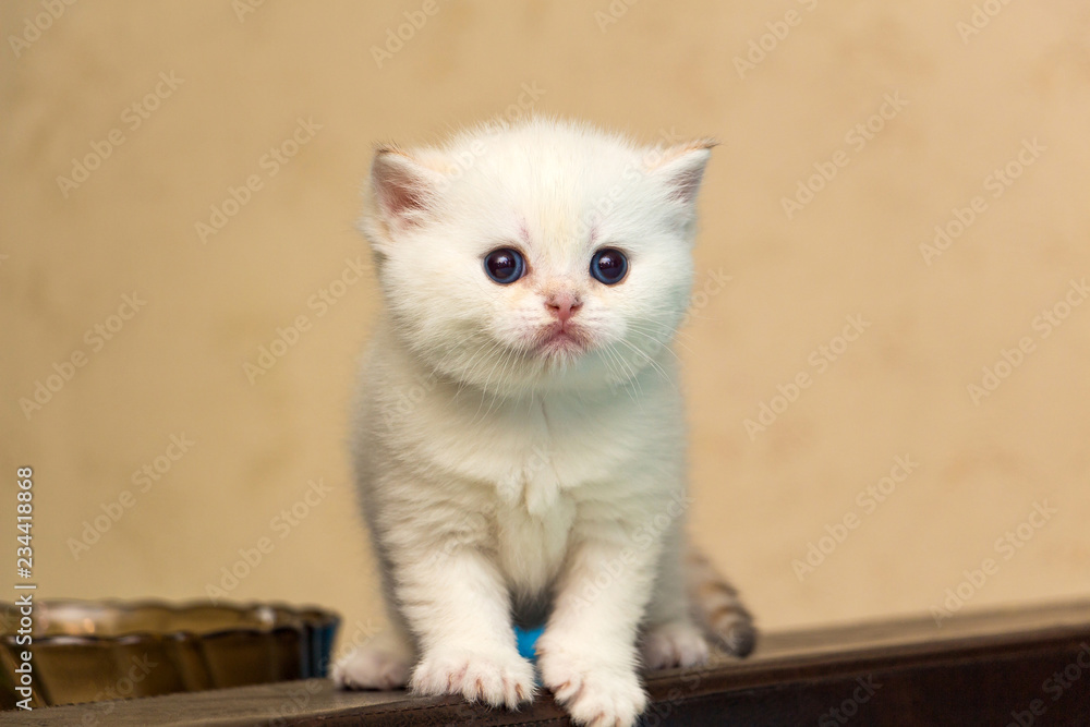 Obraz White kitten of British breed with blue eyes stands on the back of the sofa and looks forward