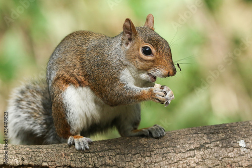 A humorous shot of a cute Grey Squirrel (Sciurus carolinensis) eating sitting on a log in woodland. 