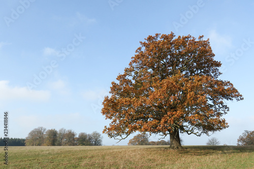 A landscape view of a large magnificent Oak Tree in the UK in autumn colors.