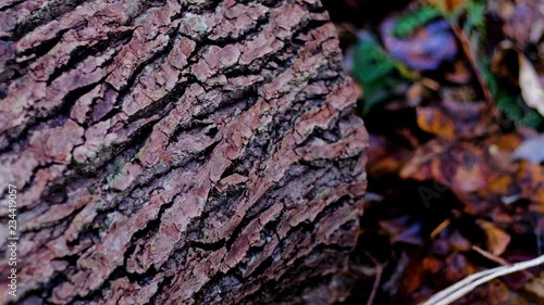Forest trees and landscapes