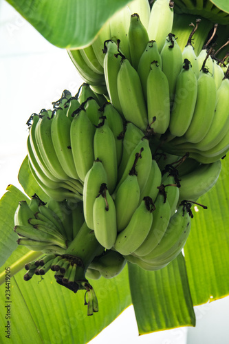 close up of banana on the tree.