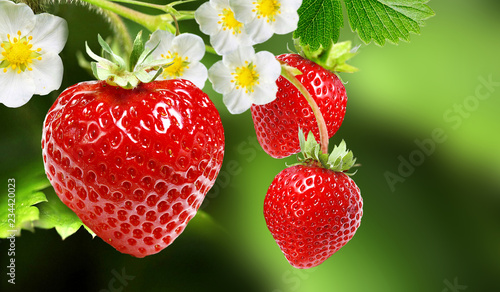 ripe garden fresh strawberries